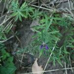 Linaria purpurea Лист