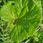 Petasites hybridus Lapas