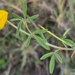 Crotalaria brevidens Hoja