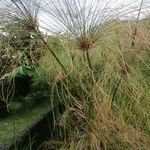 Cyperus giganteus Лист