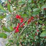 Ilex vomitoriaFruchs