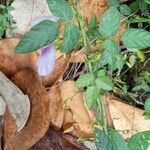 Centrosema virginianum Hábitos