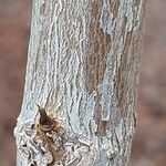 Ficus obliqua Bark