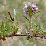 Thymus embergeri Hábito