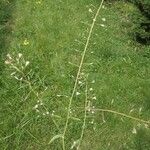 Capsella bursa-pastoris Flors