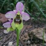 Ophrys tenthredinifera Цвят