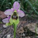 Ophrys tenthredinifera 花