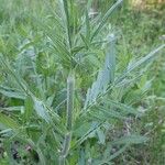Knautia illyrica Hoja