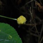 Momordica foetida Flower