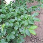 Strophanthus sarmentosus Leaf