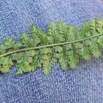 Asplenium foreziense Fuelha