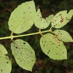 Uncaria tomentosa Folha