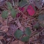 Toxicodendron diversilobum Hoja