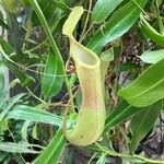 Nepenthes × neglecta Frucht