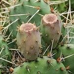 Opuntia phaeacantha 果實