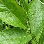 Carya glabra List