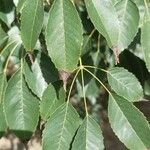 Handroanthus heptaphyllus Folha