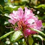 Rhododendron ponticum Çiçek