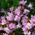 Thymus praecox Flower