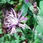 Centaurea jaceaᱵᱟᱦᱟ