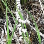 Spiranthes odorata 花