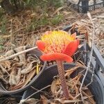 Haemanthus coccineus फूल