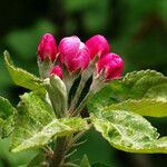 Malus pumila Квітка