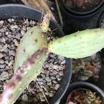 Opuntia macrocentra List