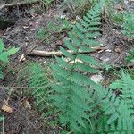 Dryopteris clintoniana Elinympäristö