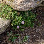 Spergularia rupicola Blomma