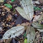 Miconia argyrophylla