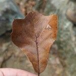 Quercus marilandica Leaf