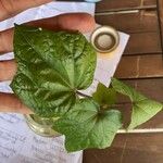 Abelmoschus moschatus Frunză