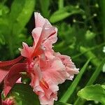 Clarkia unguiculata Blüte