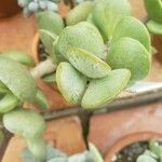 Adromischus montium-klinghardtii