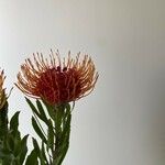 Leucospermum cordifoliumFlower