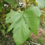 Vitis mustangensis 葉