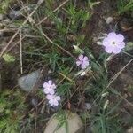 Phlox longifolia Blomst