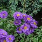Erigeron speciosus Çiçek