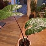 Alocasia sarawakensis M.HottaBlad