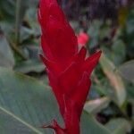 Alpinia purpurataFlower