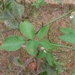 Rosa × damascena Leaf