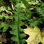 Pedicularis canadensis Yaprak