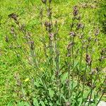 Salvia officinalis Συνήθη χαρακτηριστικά