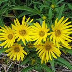 Helianthus grosseserratus Blüte