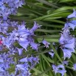 Hyacinthoides non-scriptaFloare