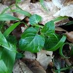 Circaea alpina Leaf