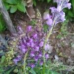 Linaria purpureaBlomma