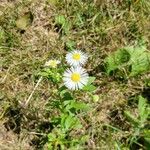 Erigeron annuusŽiedas