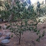 Ligustrum japonicum Habit